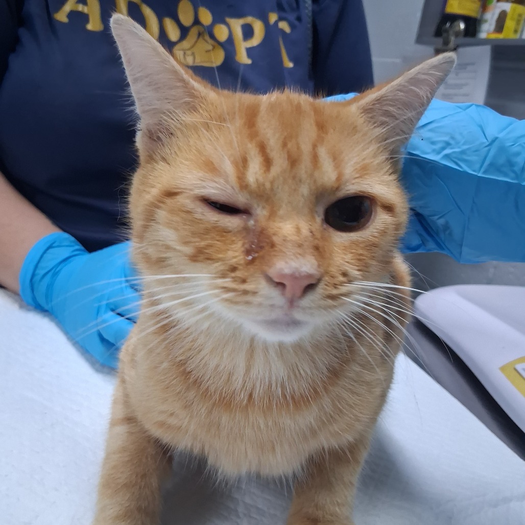 A close-up of an orange cat with one eye partially closed, sitting on a table near a person in blue gloves.