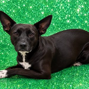 A black dog with white markings lies on a sparkling green background, looking directly at the camera.
