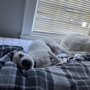 Two dogs lie on a bed, one resting with its head tilted, surrounded by a blanket. Sunlight filters through blinds.