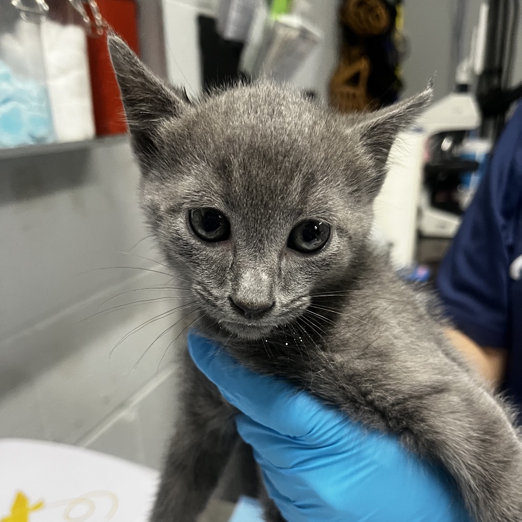 A gray kitten is held by a person wearing a blue glove, with a blurred background of veterinary equipment.
