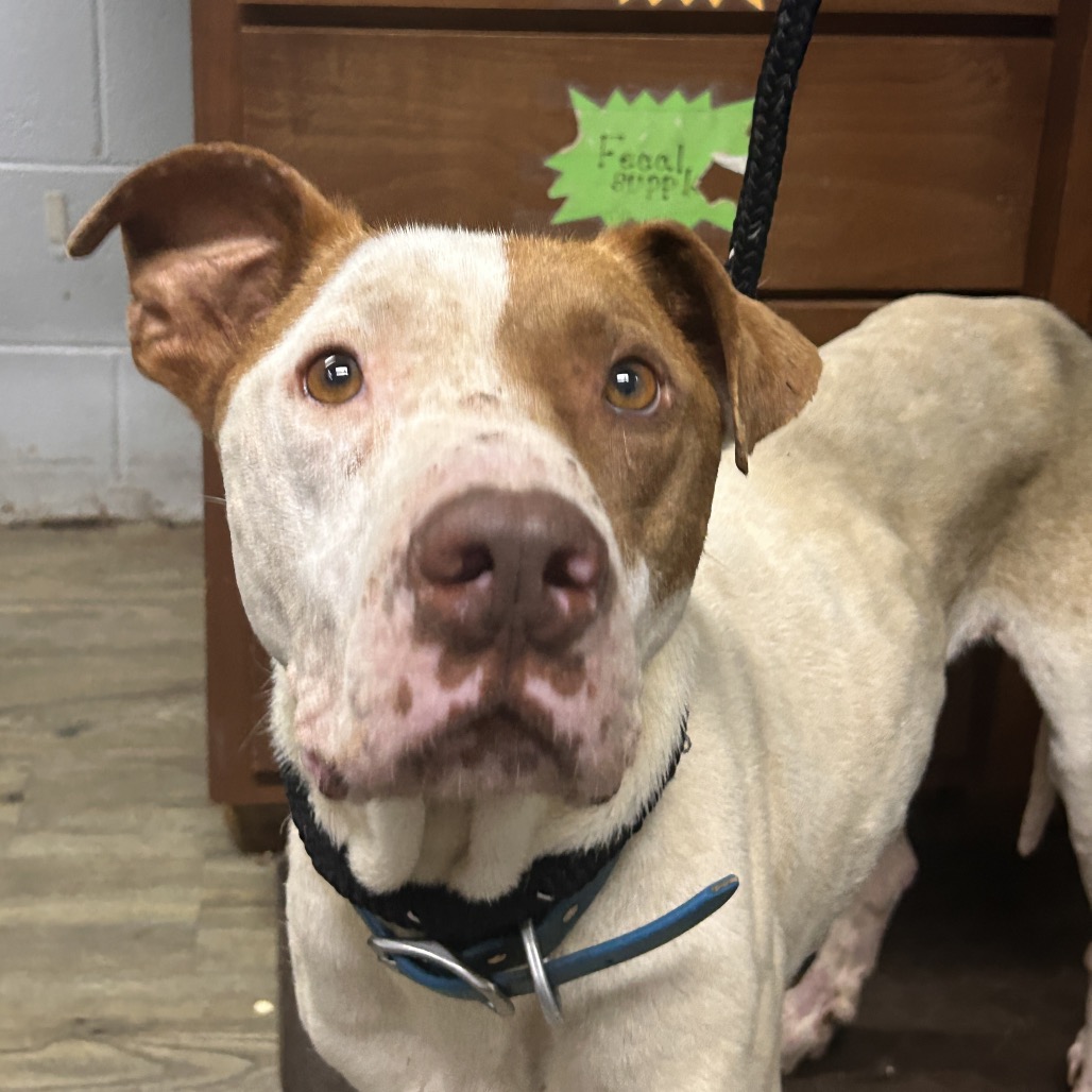 A light-colored dog with brown patches looks curiously at the camera, wearing a blue collar.