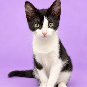 A black and white kitten sits against a purple background, looking directly at the camera.