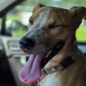 A happy dog with its eyes closed and tongue out sits in a car.