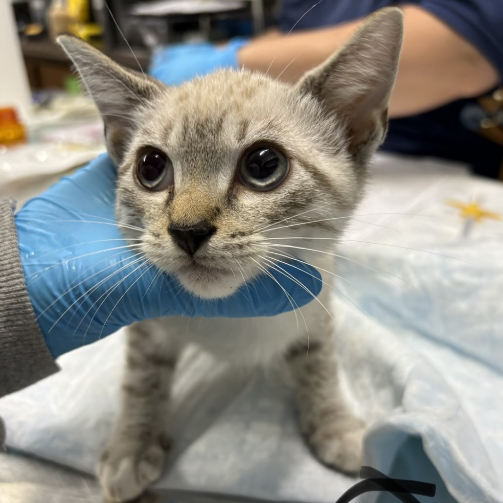 A gray kitten is held gently by a person wearing a blue glove in a veterinary setting.