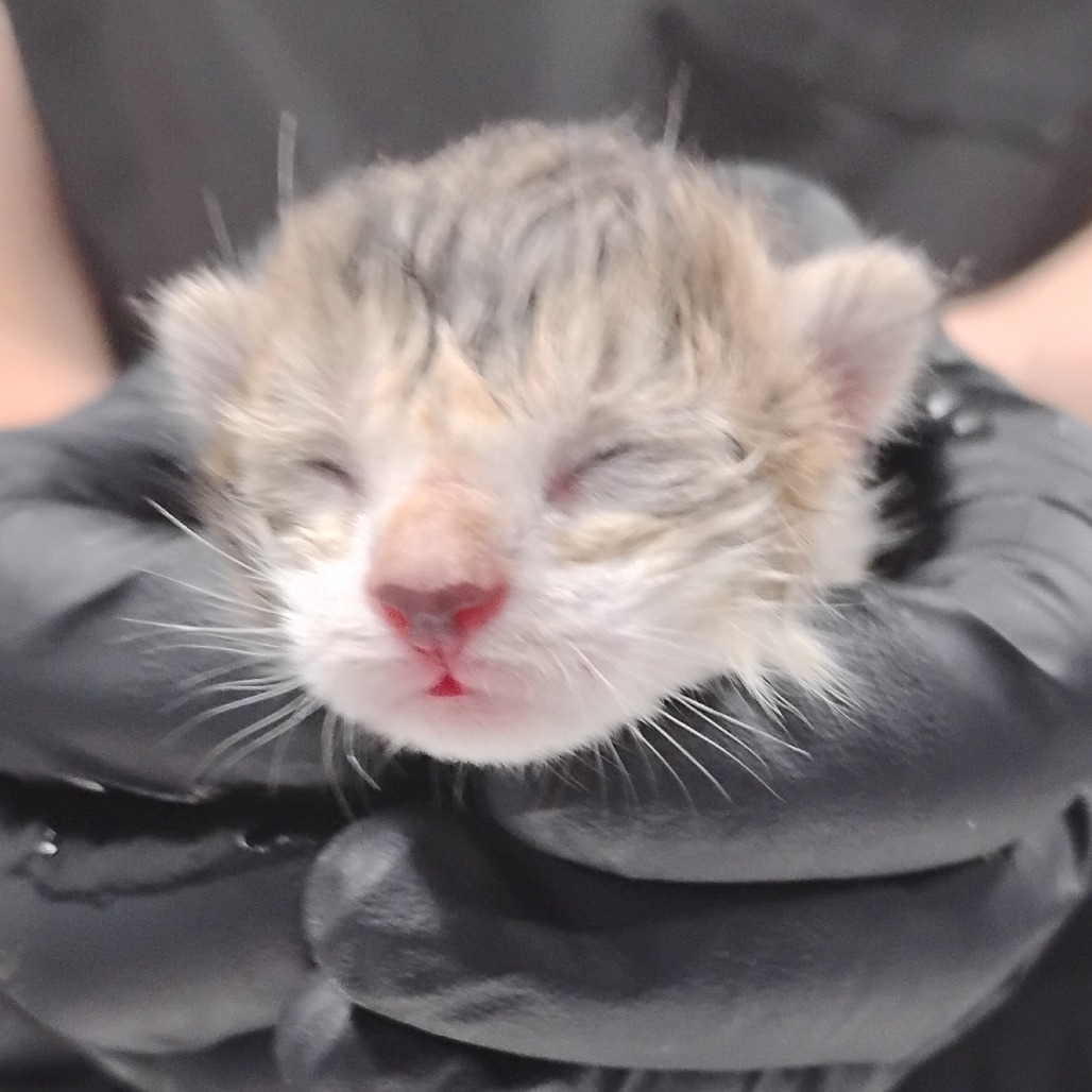 A person holds a small, sleeping kitten with closed eyes and a pink nose.