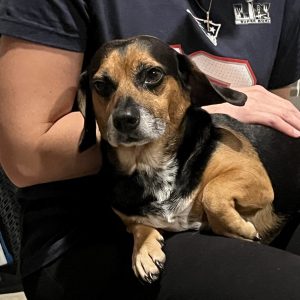 A small dog sits on a person's lap, looking directly at the camera.