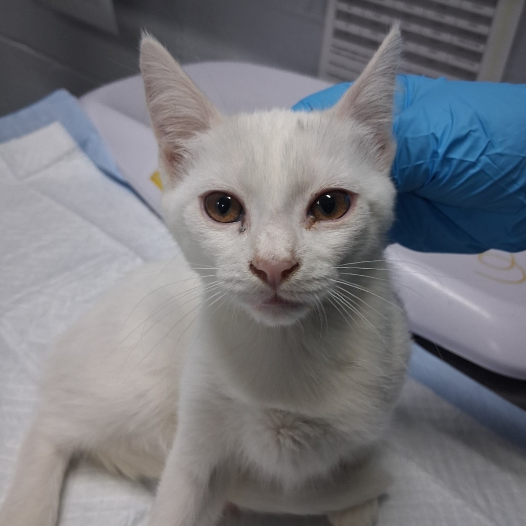 A white cat with amber eyes sits on a table, while a gloved hand gently touches its head.