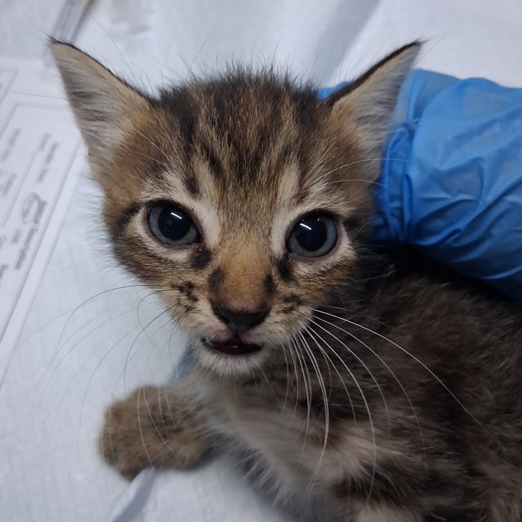 A small tabby kitten with large eyes looks up, while a gloved hand gently holds it.
