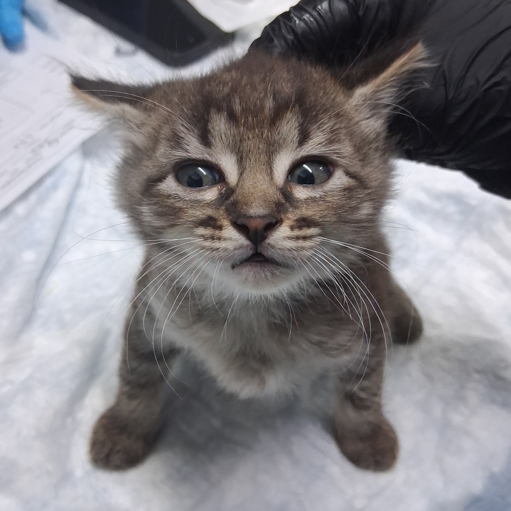 A small, gray tabby kitten looks up, with a gloved hand gently touching its ear.
