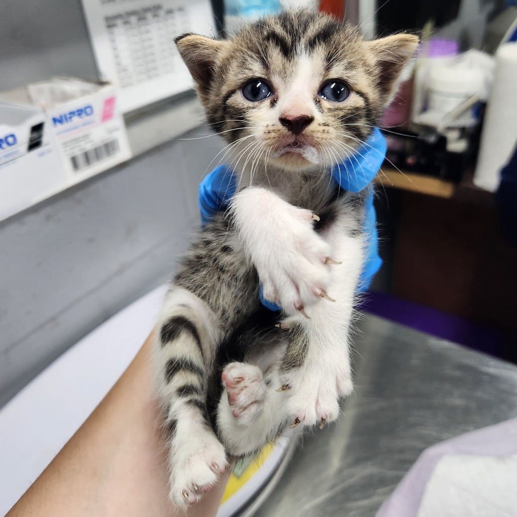 A person holds a small, striped kitten with blue eyes in a veterinary setting.