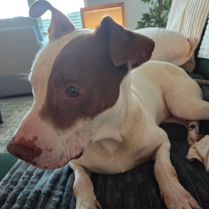 A brown and white dog rests on a textured blanket, looking attentively to the side.