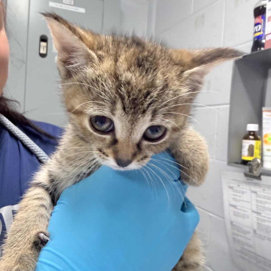 A person in blue gloves holds a small, striped kitten in a veterinary setting.