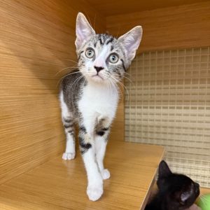 A tabby kitten stands on a wooden shelf, looking curiously at the camera. A black cat is partially visible behind it.