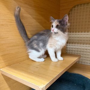 A fluffy calico kitten sits on a wooden shelf, looking curiously to the side.