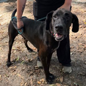 A person holds a leash attached to a happy black dog in a natural setting with fallen leaves.
