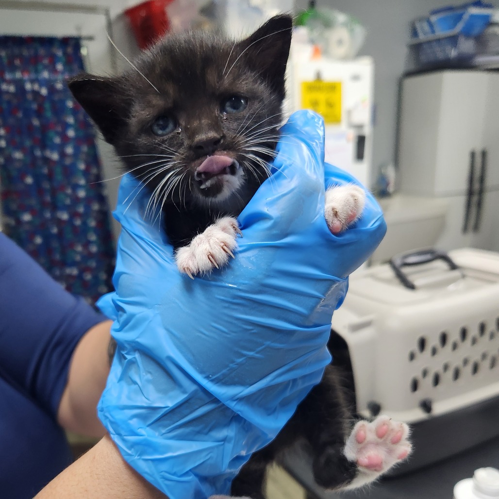 A person in blue gloves holds a small black and white kitten, which is licking its nose.