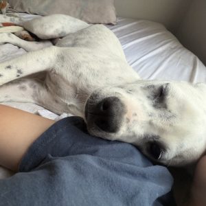 A white dog rests its head on a person's arm while lying on a bed.