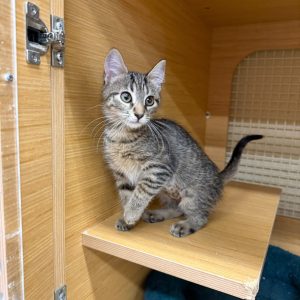 A small tabby kitten stands on a wooden shelf inside a pet enclosure, looking curiously.