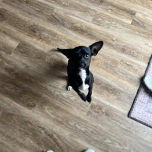 A small black dog with white markings stands on its hind legs, looking up curiously.