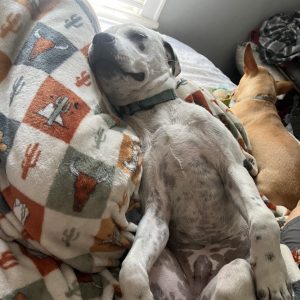 A white dog relaxes on a colorful blanket, while a tan dog rests nearby.