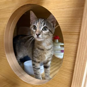 A curious tabby kitten peers through a circular opening in a wooden structure.