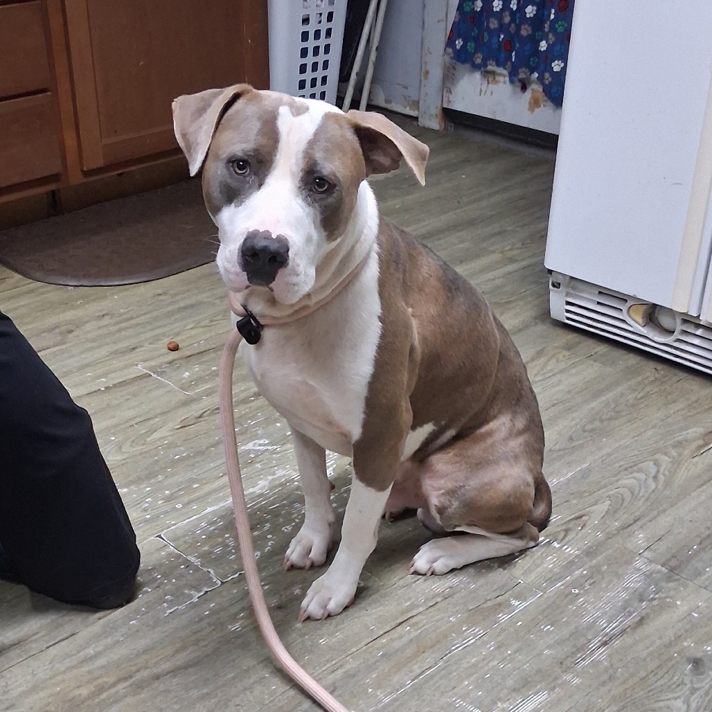 A seated dog with a leash looks curiously at a person nearby in a kitchen setting.