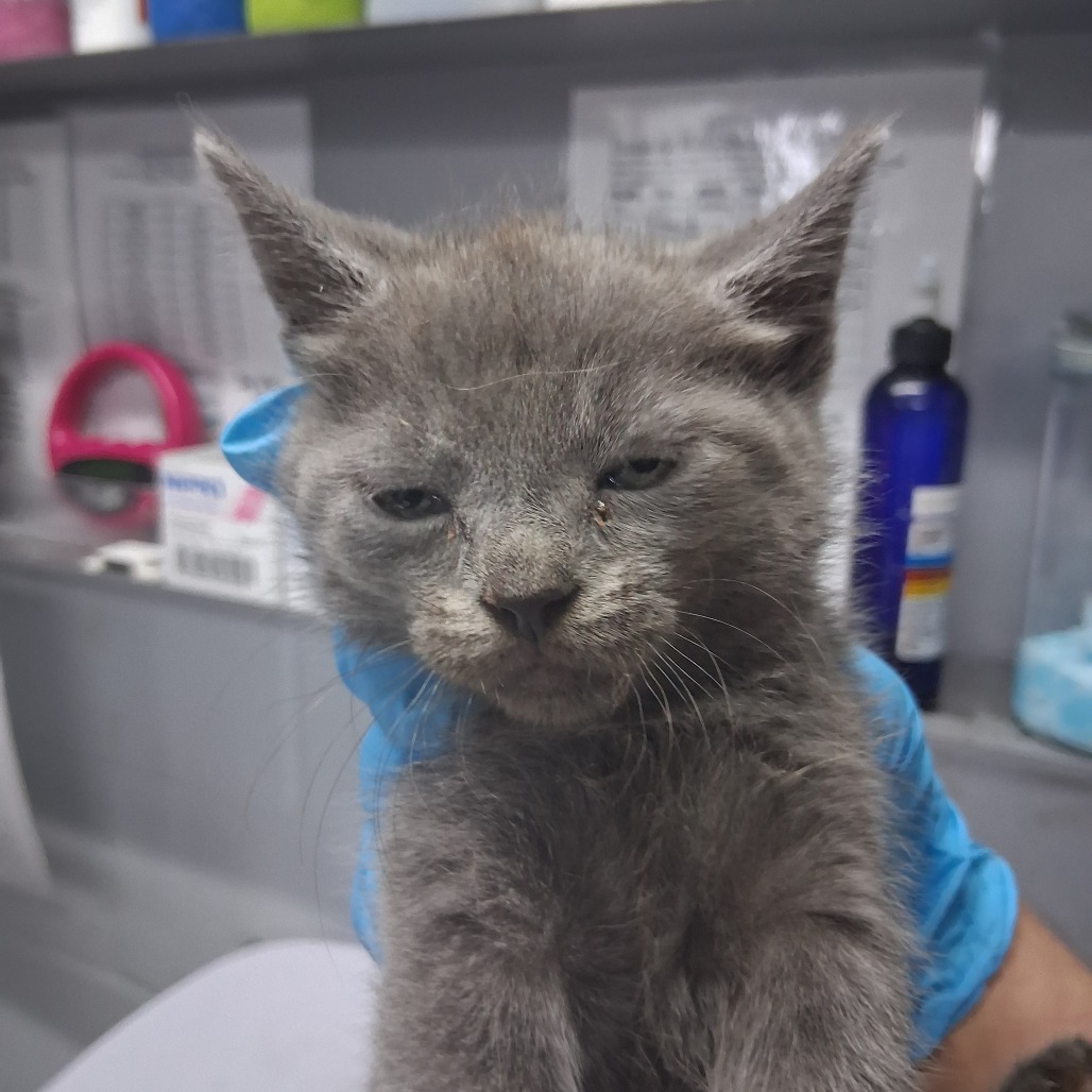 A gray kitten with a serious expression is held by a person wearing a blue glove.