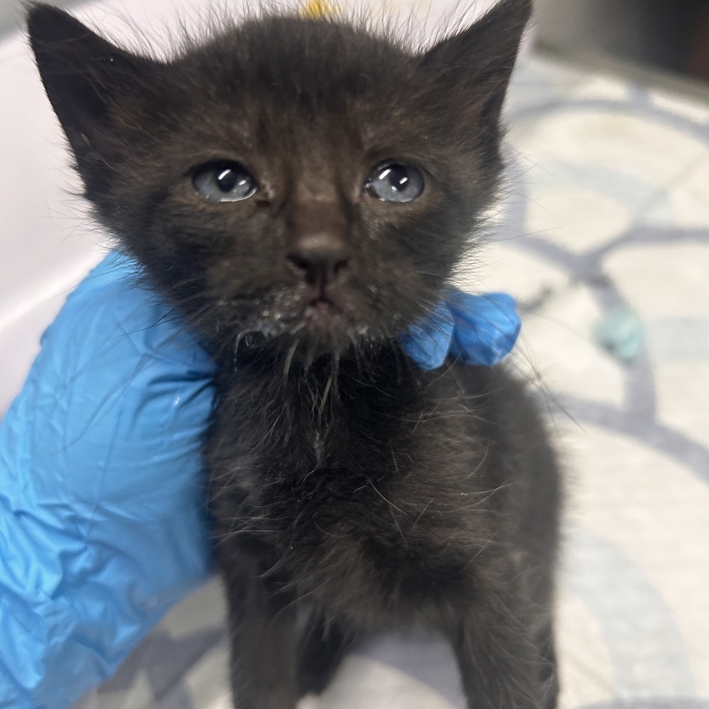 A small black kitten with blue eyes is held by a person wearing a blue glove.