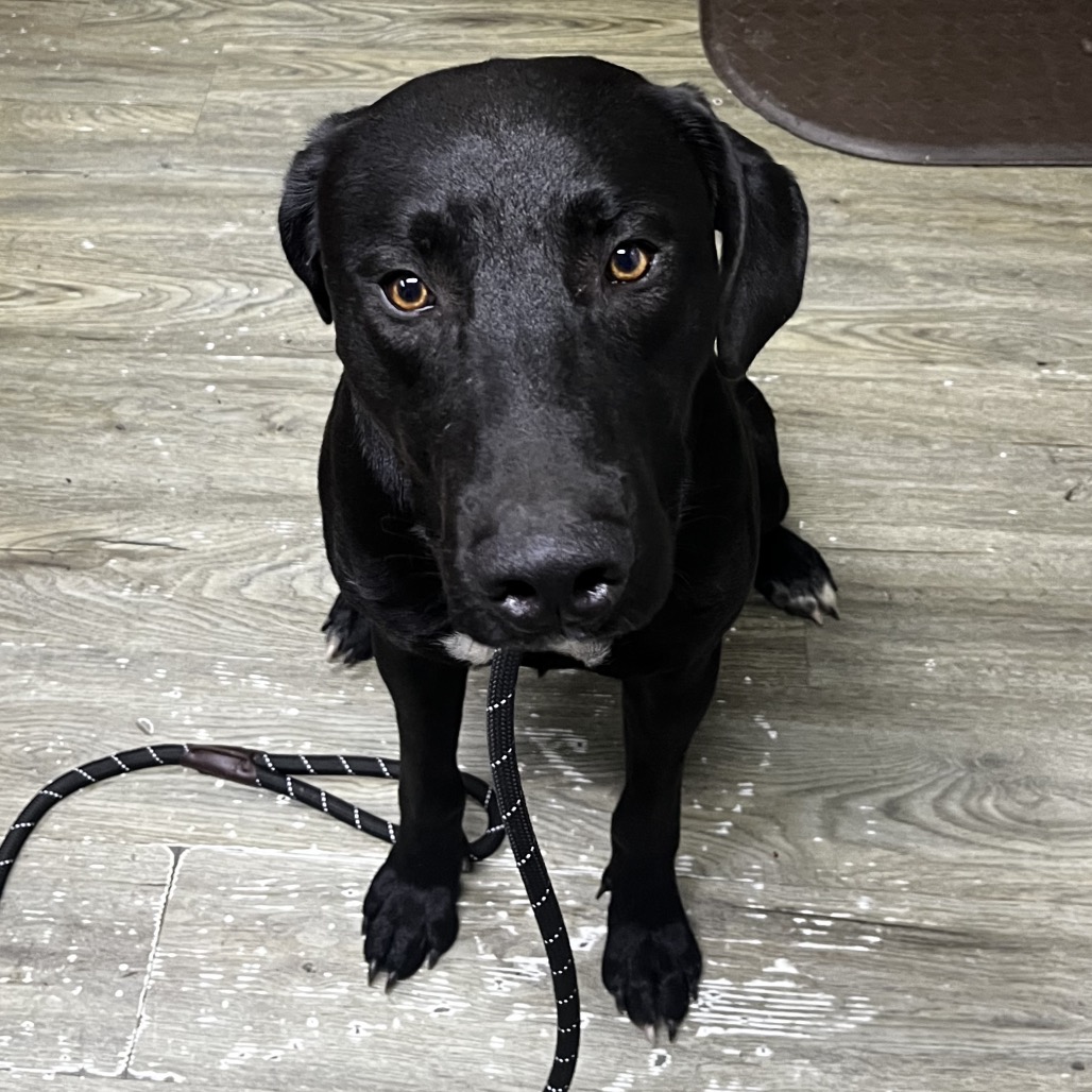 A black dog sits on a wooden floor, looking directly at the camera with a leash beside it.