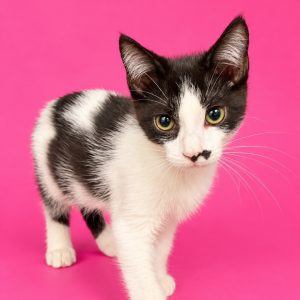 A black and white kitten walks toward the camera against a pink background.