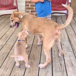 A small puppy sniffs a larger dog while a child stands nearby on a wooden porch.