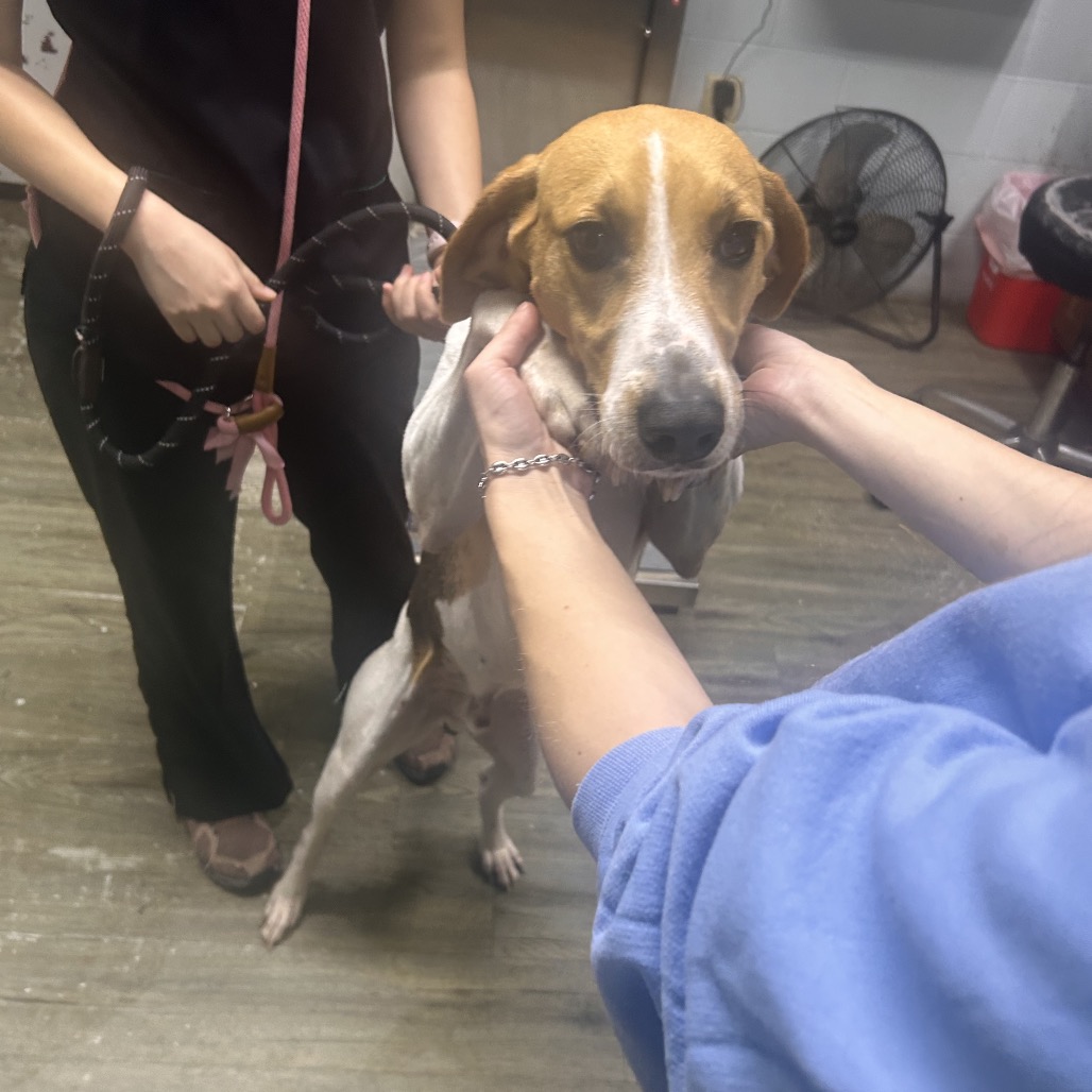 A dog is being held by two people in a grooming setting. One person holds a leash.