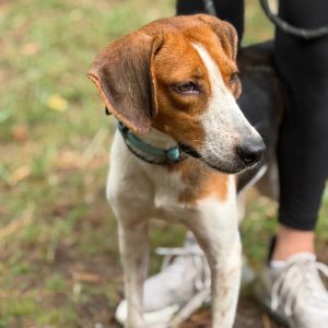 A brown and white dog stands beside a person wearing black leggings and sneakers.