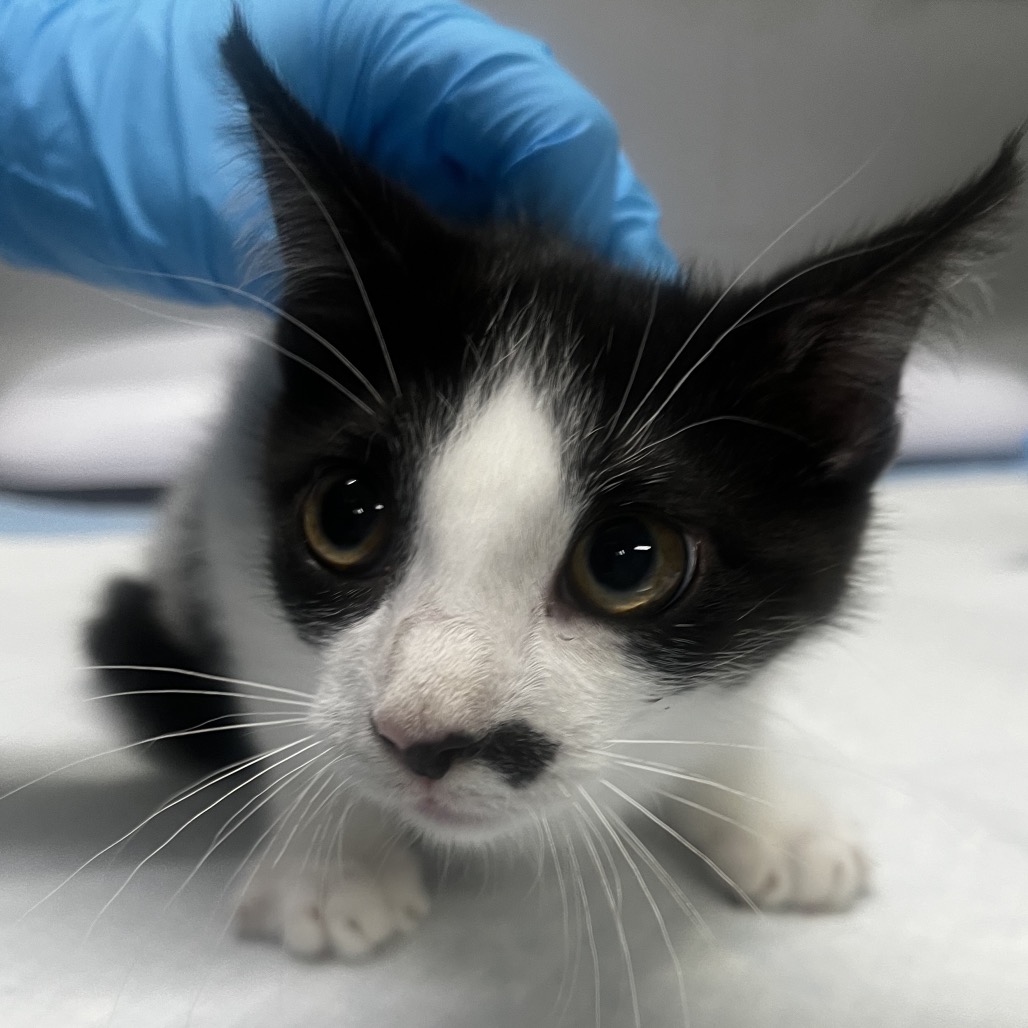 A black and white kitten with large eyes explores a surface while a gloved hand gently touches its head.