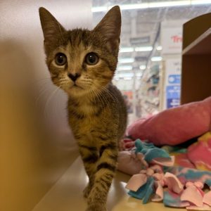 A curious tabby kitten walks on a shelf near colorful blankets in a pet store.