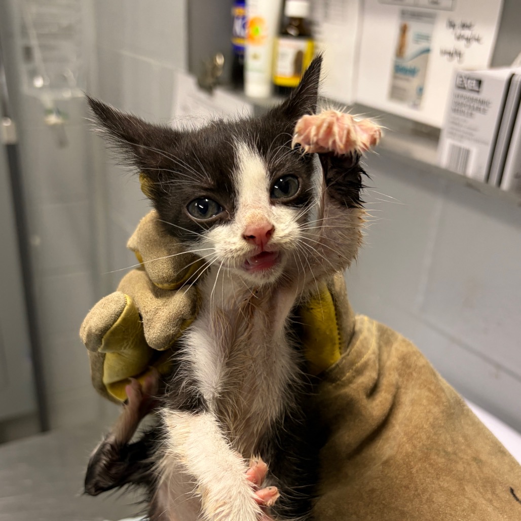 A person in gloves holds a small black and white kitten, which raises its paw.