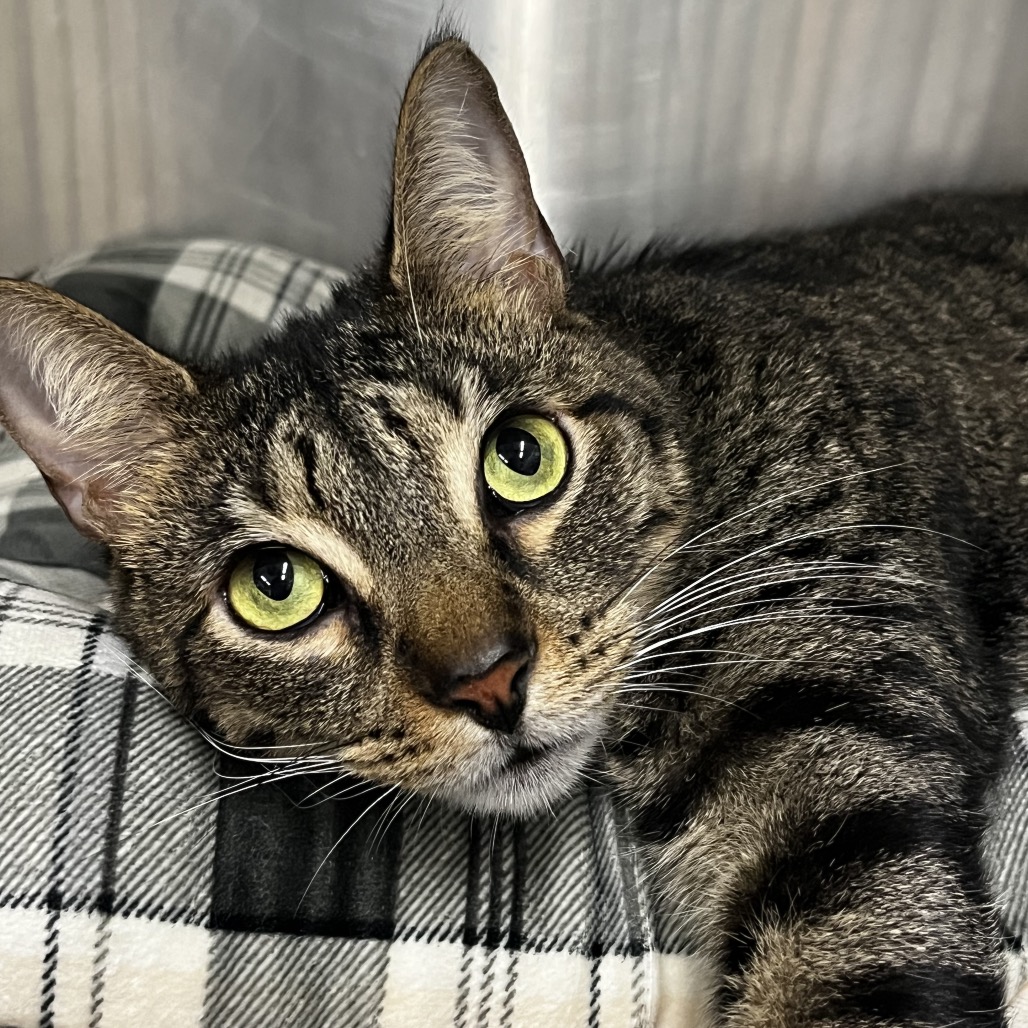 Barney @ Dorchester Rd. PetSmart