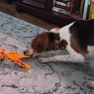 A dog plays with a colorful toy on a patterned rug.
