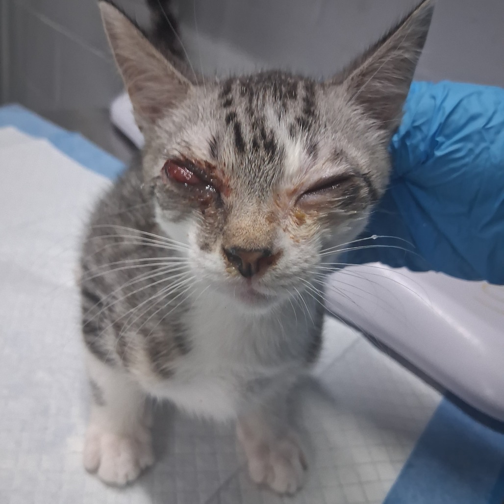 A gray tabby kitten with an injured eye sits on a table, while a gloved hand is nearby.