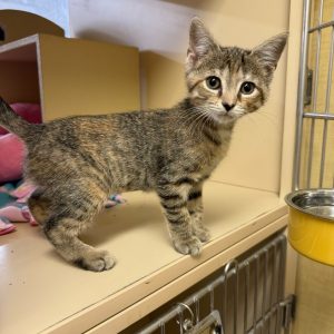 A small, striped kitten stands on a shelf, looking curiously at the viewer.