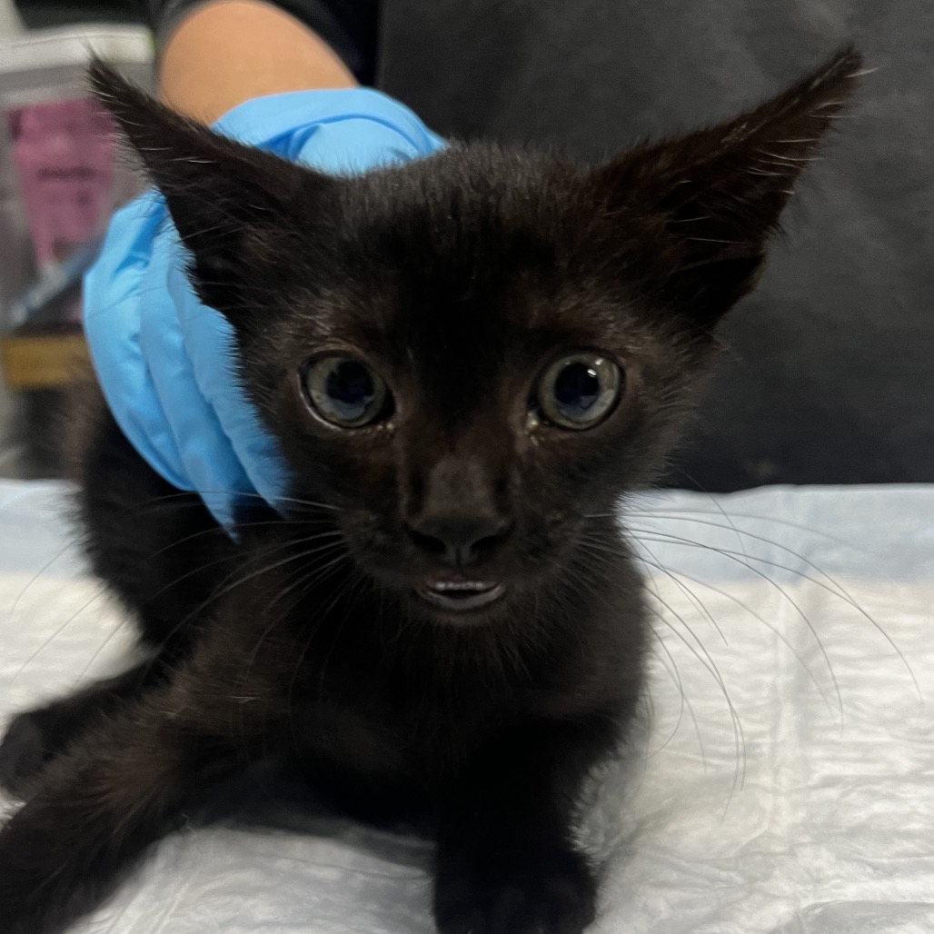 A black kitten with large eyes sits on a table, while a gloved hand gently holds it.