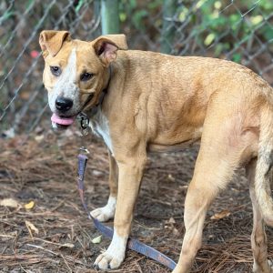 A brown and white dog stands on pine needles, looking back with its tongue out, attached to a leash.