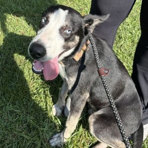 A black and white dog with blue eyes sits on grass, panting, next to a person in black pants.