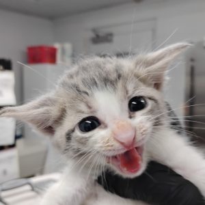 A gray and white kitten meows loudly while being held by a person wearing a black glove.