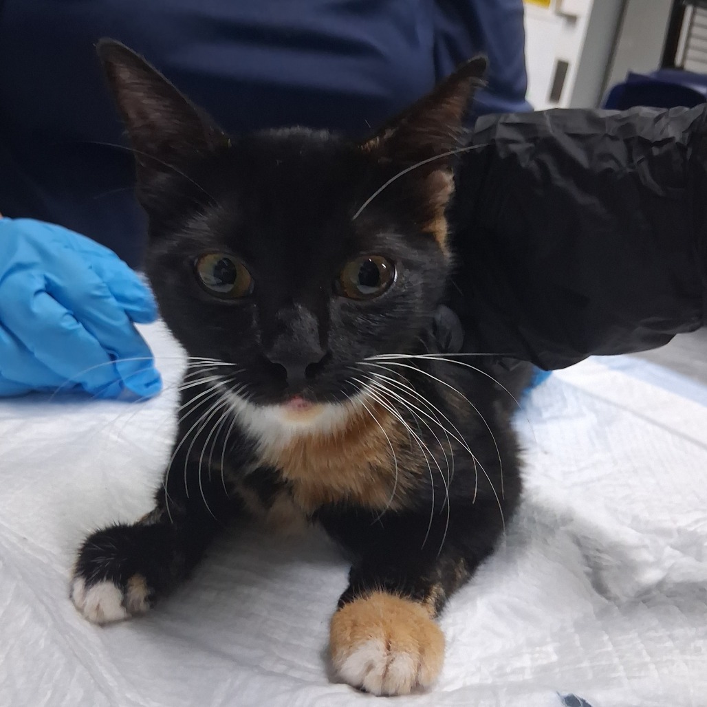 A black and orange kitten sits on a table, with a gloved hand nearby.