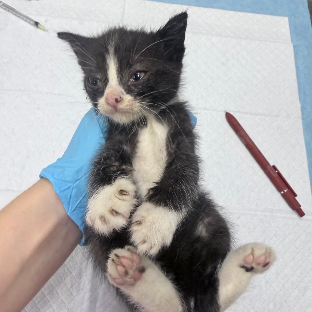 A person in blue gloves holds a small black and white kitten, showing its paws and face.