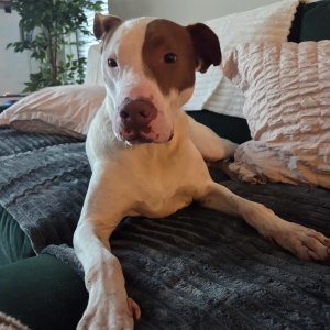 A brown and white dog relaxes on a couch surrounded by pillows and a plant in the background.