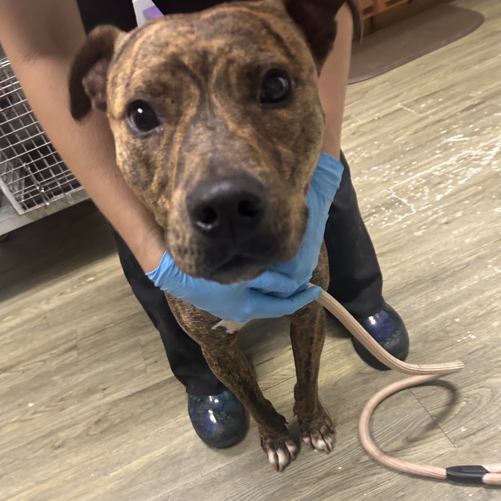 A person in blue gloves holds a brown brindle dog, preparing for a walk. A leash lies on the floor.