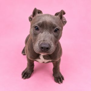 A gray puppy with a white chest sits against a pink background, looking directly at the camera.