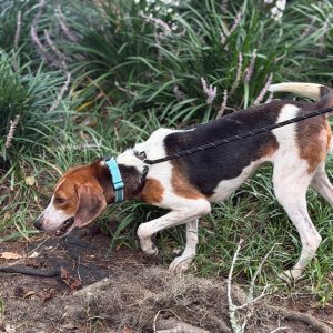 A beagle on a leash explores grassy foliage, sniffing the ground.